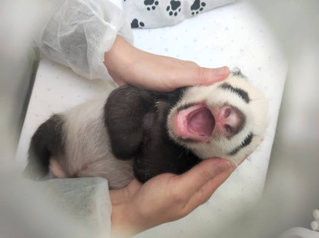 🐼 [https://vk.com/wall-60603031_332881|Малышка]-панда весит уже почти 2 кг. Примерно через 5 дней у нее должны будут наконец-то..
