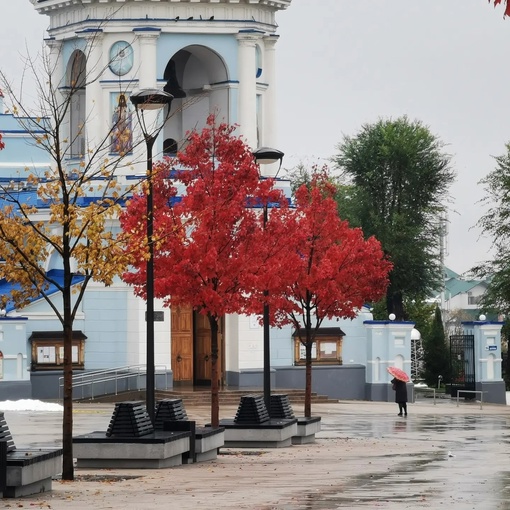 Красные клёны на Советской площади🍁

📷Антон..