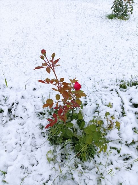 😍 Снежная красота в..