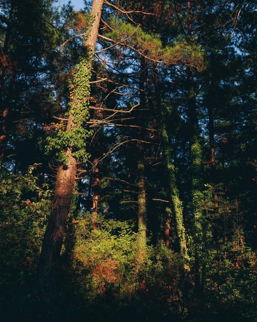 Хвойный лес Джанхота в лучах закатного солнца выглядит максимально сказочно  😊

Фото: Анна..