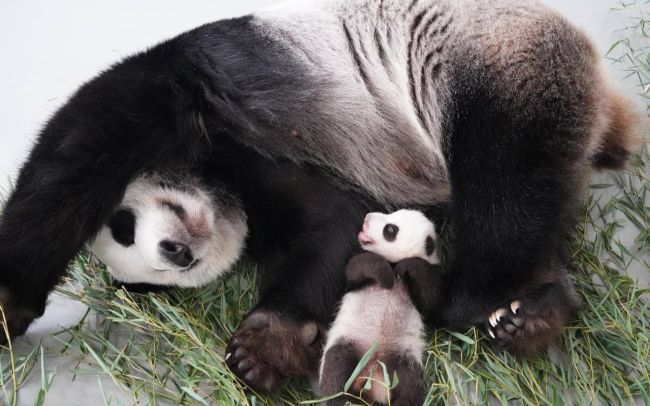 🐼 Мама панда и ее крошка из Московского..