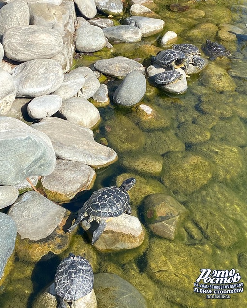 🐢 Пруд с черепашками и золотыми рыбками в Мега парке (Аксайский проспект,..