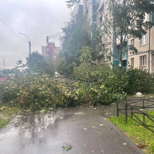 В Петербурге сильный ветер повалил несколько деревьев, повреждены..