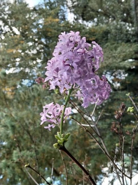 💜октябрь решил , что он весна 

В НН зацвела..