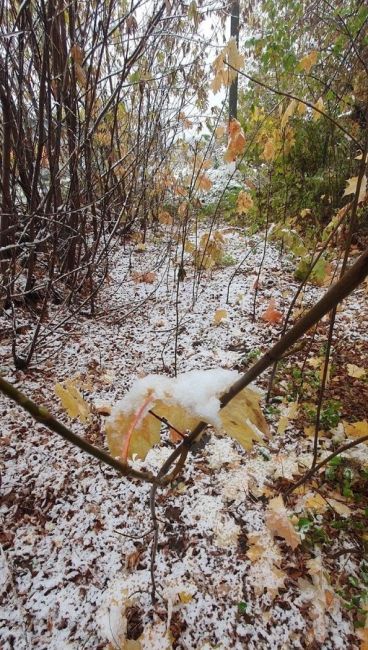В нижегородской области сегодня было снежно! С первым снегом вас❄️

..