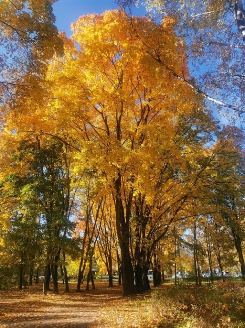 Осень золотая, схи 18.10.2023

📷Елена..