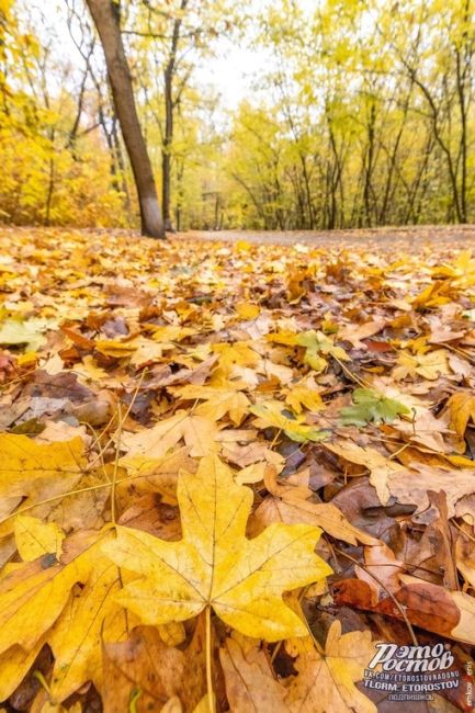 🍁Зoлoтая осень в Pocтове🍁

📸 Фото:Денис..