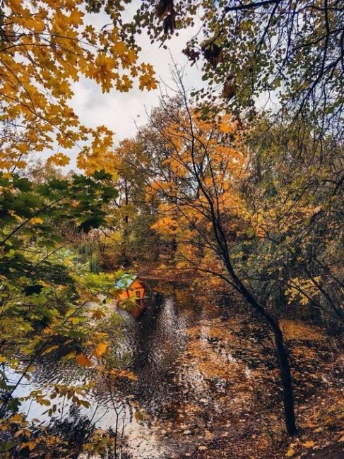 🍂Островки осени на Воробьевых..