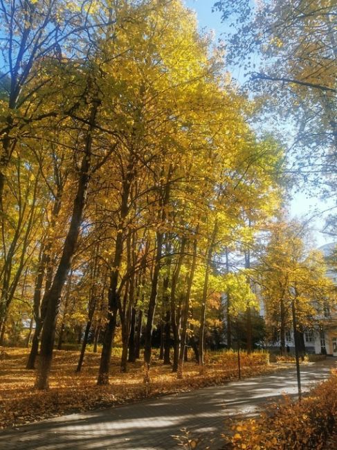 Осень золотая, схи 18.10.2023

📷Елена..