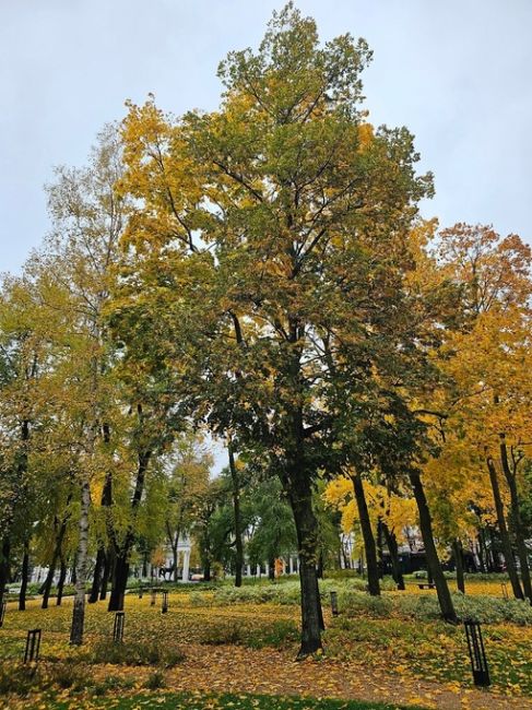 Все ещё золотая осень в парке Орленок...