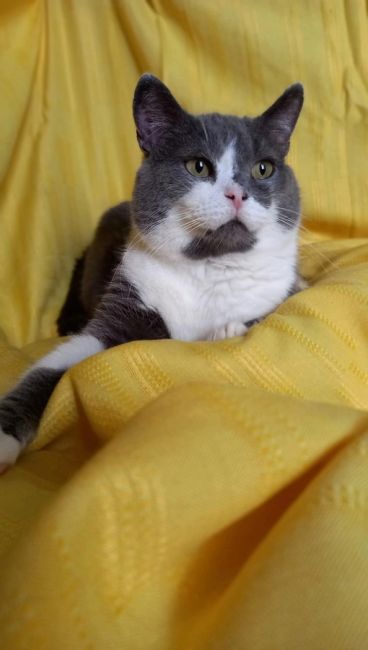 ОМСК!📢📢📢 ВНИМАНИЕ!!!📢📢📢 Ищем самый лучший дом🏡 и самых заботливых хозяев для роскошного кота Шерлока!..