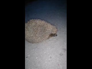 🦔 А теперь к важным новостям: На 2-Краснодарской замечен ёжик

⚠ВНИМАНИЕ! Видео могут смотреть только..