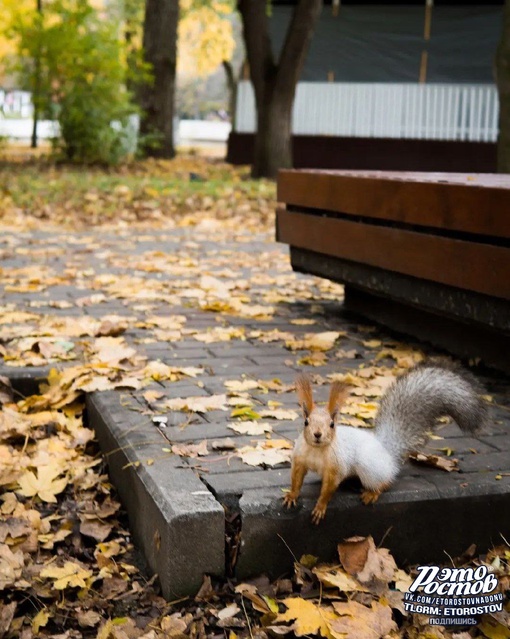 🐿 Пушистая белочка в парке..