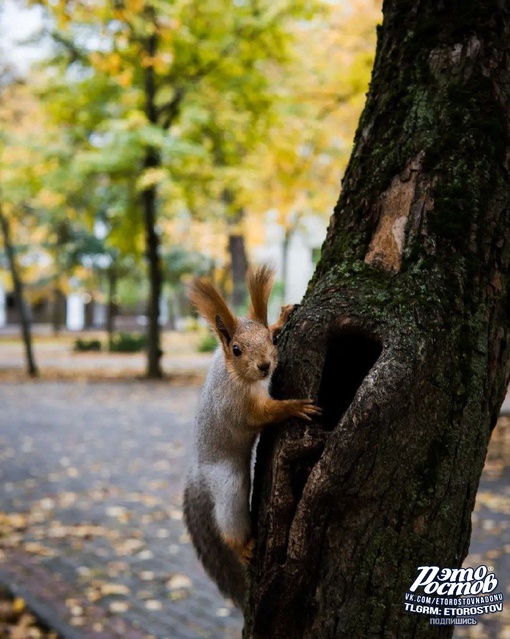 🐿 Пушистая белочка в парке..