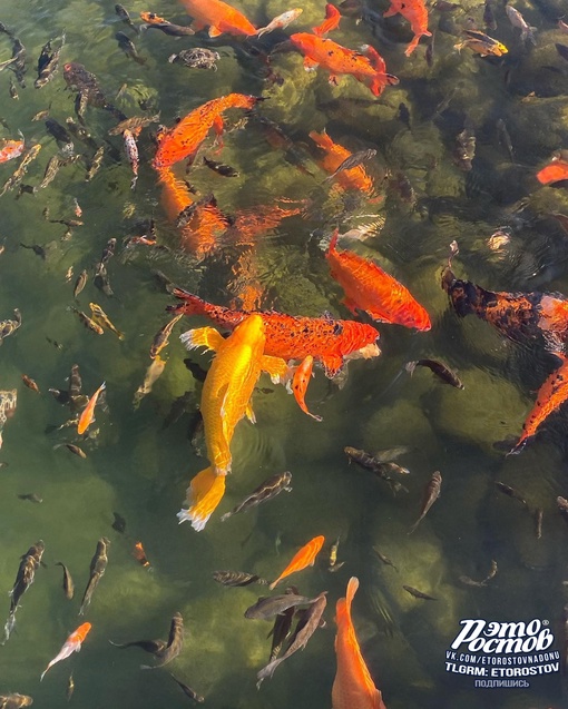 🐢 Пруд с черепашками и золотыми рыбками в Мега парке (Аксайский проспект,..