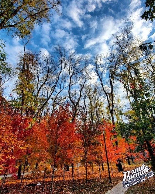 Осень в "Осеннем парке" 🍁  Роскошные красные клены, все разных..
