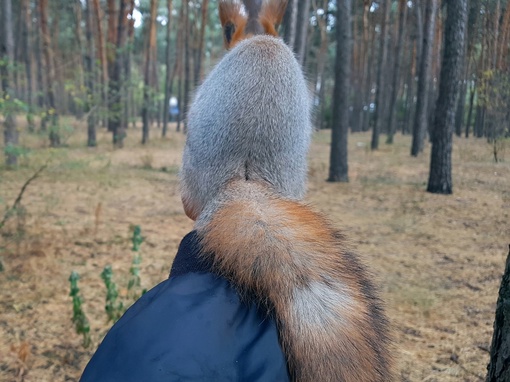 Что ж…, холодает… Светит солнышко, да мало греет... 🌝 Вот и бельчата в лесу уже сменили свои летние лёгкие..