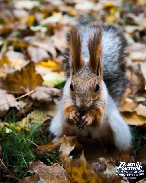 🐿 Пушистая белочка в парке..