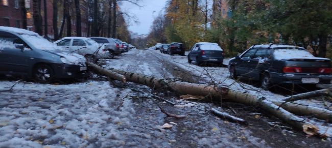 💨🪵🪓

Ветер повалил более 500 деревьев в Нижнем Новгороде.

Такую неутешительную цифру..