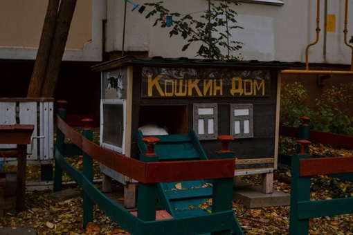 «Кошкин дом» на Ломоносова..