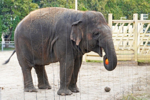 🎃 Слонам ростовского зоопарка скормили донскую тыкву. Она отлично подходит к зверям с чувствительным..
