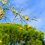 Ярко-жёлтые плоды понцируса встречают гостей Парка Краснодар у Южного входа 🍋

Их контраст с зеленью сосен..