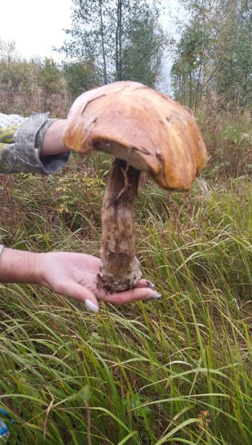В Ленобласти нашли огромный подосиновик размером с голову человека. 
 
Фотография огромного гриба..