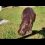 В ростовском зоопарке умер карликовый бегемот по кличке Риф. 
Животное умерло от старости — ему было 51 год.
..