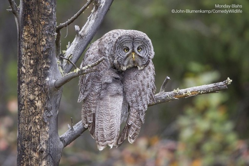 Определены финалисты конкурса комичных фотографий дикой природы Comedy Wildlife Photography Awards 2023...