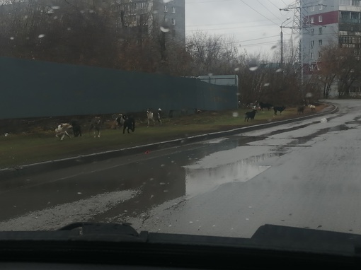 Стая собак напала на жителя Башкирии, который перед этим отвёл детей в школу

У мужчины ссадины и гематомы на..