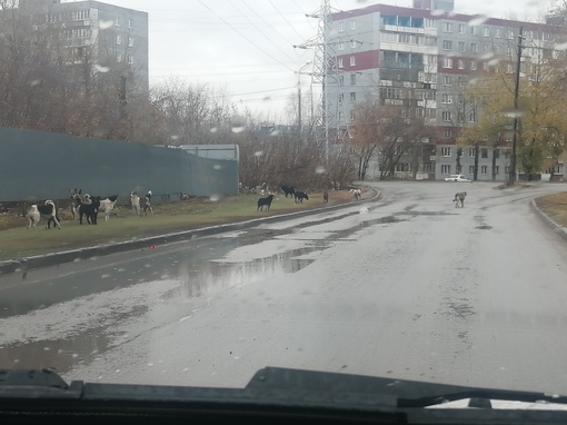 Стая собак напала на жителя Башкирии, который перед этим отвёл детей в школу

У мужчины ссадины и гематомы на..