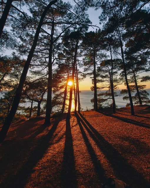 Хвойный лес Джанхота в лучах закатного солнца выглядит максимально сказочно  😊

Фото: Анна..