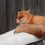 У метеостанции на Таганае есть своя хозяйка — милая лисица.

Фото: Георгий..