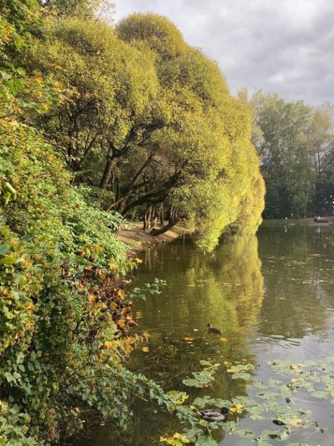 Нарышкинский пруд в парке «Фили» 
 
Фото Филиппова..