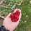 На дворе октябрь, а пермяков продолжают радовать ягоды с огорода!..