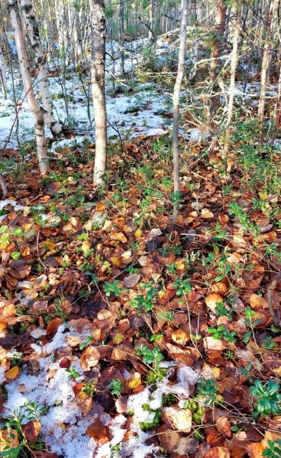 Грибники продолжают наполнять свои лукошки в лесах Ленобласти, несмотря на выпавший снег. На снимке..