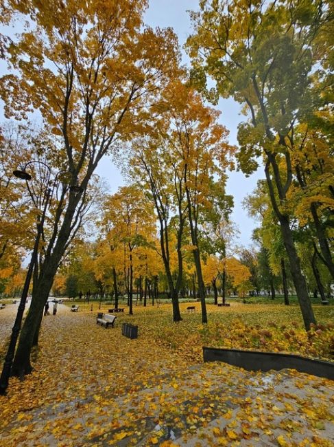 Все ещё золотая осень в парке Орленок...