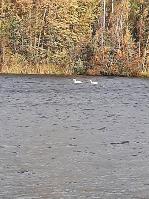 В Кронштадте в заводской гавани замечены два белых лебедя 🦢
 
Фото Константина..