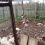 ‼️У жителя Кунгурского района соседская хаски убила 83 курицы.

Грустный пост опубликовал владелец погибших..