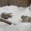 В пермском зоопарке в День снежного барса показали, как живут Аксу и Снежек

Снежек родился в зоопарке, а вот..
