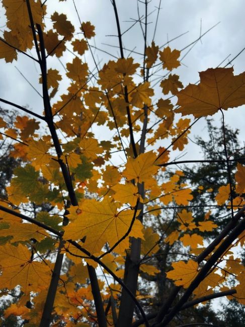 Харитоновский парк🍁

За фото спасибо нашему..