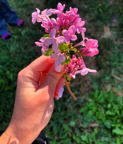 💜октябрь решил , что он весна 

В НН зацвела..