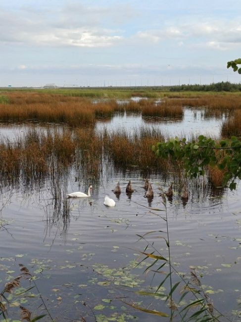 В Кронштадте в заводской гавани замечены два белых лебедя 🦢
 
Фото Константина..