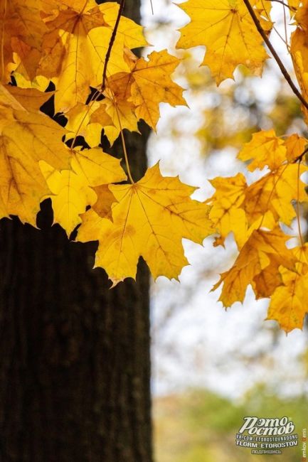 🍁Зoлoтая осень в Pocтове🍁

📸 Фото:Денис..