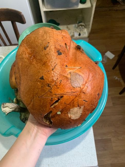 В Ленобласти нашли огромный подосиновик размером с голову человека. 
 
Фотография огромного гриба..