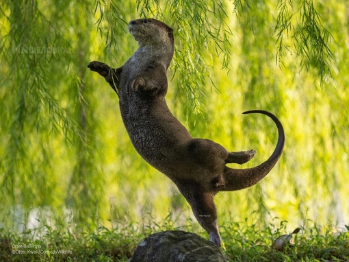 Определены финалисты конкурса комичных фотографий дикой природы Comedy Wildlife Photography Awards 2023...