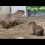 Капибар из ростовского зоопарка уже переместили в зимний вольер

Теперь милые животные веселятся там..