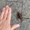 На Арбате заметили гигантских тараканов

Эксперты говорят, что такие чудовища могли расплодиться в столице..