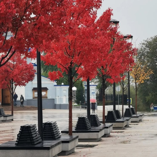 Красные клёны на Советской площади🍁

📷Антон..