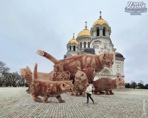 Это какие-то неправильные грибы 🥴
Ростов и большие..